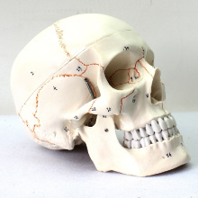 SKULL05 (12331) Medical Science Humans Skull Labeled Models